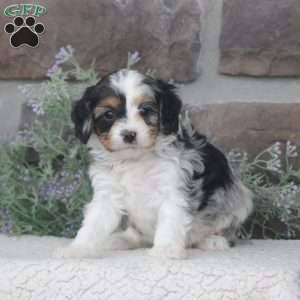 Casey, Cavapoo Puppy